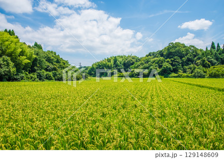 夏の田んぼ  色付く稲穂 129148609