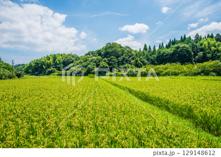 夏の田んぼ 色付く稲穂 夏の田んぼ 色付く稲穂 129148612
