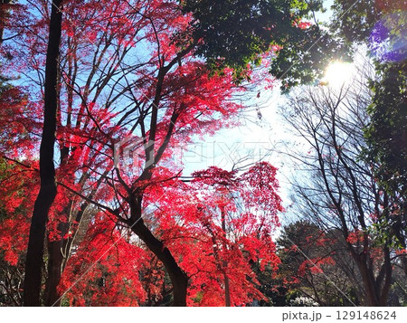 紅葉した公園のモミジ 129148624