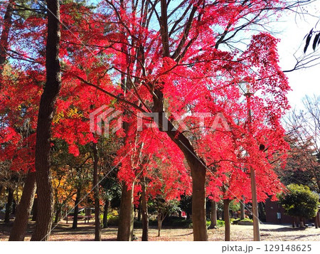 紅葉した公園のモミジ 129148625