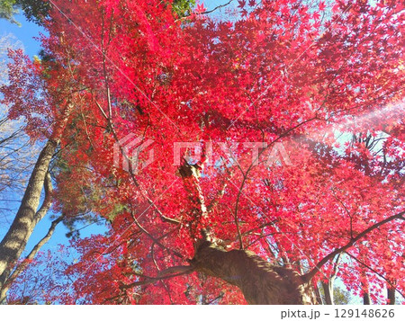 紅葉した公園のモミジ 129148626