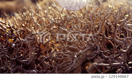 Desert dry plants, dracaena tree closeup in the rays of a sun. Desert dry plants, dracaena tree closeup in the rays of a sun. 129148667