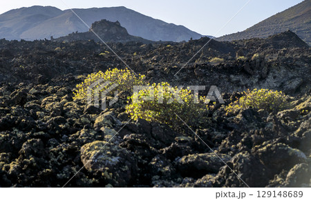 Black lava formations, basalt rocks closeup at the foot of a volcano. 129148689