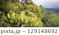 Opuntia cactus closeup, large exotic cacti growing on the slopes of mountains. 129148692