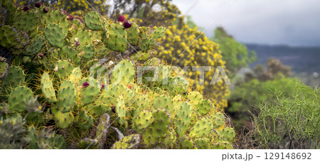 Opuntia cactus closeup, large exotic cacti growing on the slopes of mountains. 129148692