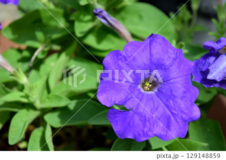 ペチュニア 129148859