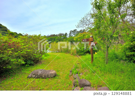 中部地方・伊豆半島・井田の明神池・池の周囲に整備された遊歩道の眺め・静岡県沼津市井田(1) 129148881