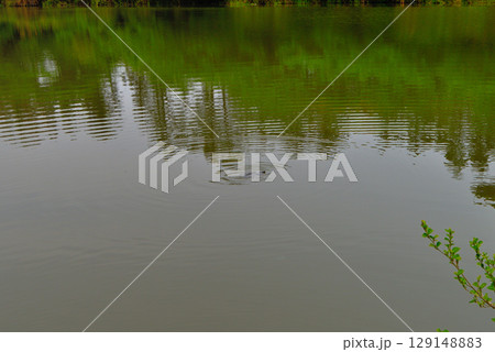 中部地方・伊豆半島・井田の明神池・淡水の池を泳ぐカメ・静岡県沼津市井田(2) 中部地方・伊豆半島・井田の明神池・淡水の池を泳ぐカメ・静岡県沼津市井田(2) 129148883