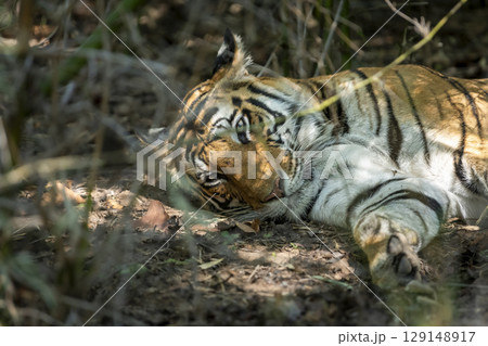 wild female bengal tiger or panthera tigris lying on ground with eye contact and winter season sunlight coming on face in safari at bandhavgarh national park forest reserve madhya pradesh india wild female bengal tiger or panthera tigris lying on ground with eye contact and winter season sunlight coming on face in safari at bandhavgarh national park forest reserve madhya pradesh india 129148917