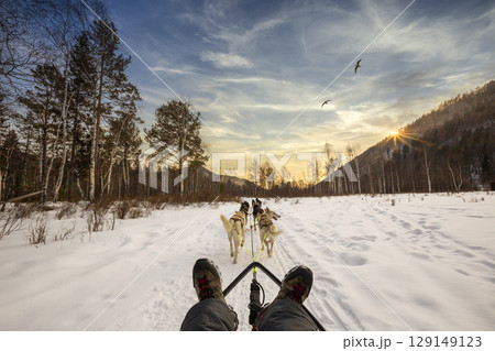 Dog sledding with huskies in beautiful sunset 129149123