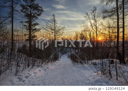 Snow tree in winter forest. Walk in winter forest at sunset. Path in the woods. Russian Winter landscape. Christmas tree in snow. Forest trails Snow tree in winter forest. Walk in winter forest at sunset. Path in the woods. Russian Winter landscape. Christmas tree in snow. Forest trails 129149124