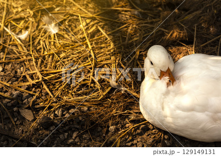 Duck sleeping in the sun. Duck sleeping in the sun. 129149131