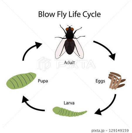 illustration of biology and animals, The normal blowfly life cycle in warm weather, Blowfly biology, A pupa is the life stage of some insects, insect biodiversity illustration of biology and animals, The normal blowfly life cycle in warm weather, Blowfly biology, A pupa is the life stage of some insects, insect biodiversity 129149159