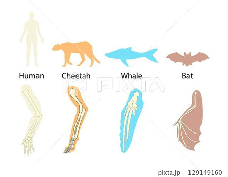 illustration of biology and animals, Animal Organ Systems, The musculoskeletal system of each type of animal, The structure of the body systems, animal kingdom 129149160