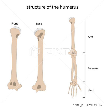illustration of biology and medical, Arm bones, arm is made up of three bones, the upper arm bone and two forearm bones, Human arm bones 129149167