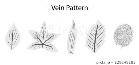 illustration of Biology and plant kingdom, vein patterns in leaves, The arrangement of veins in a leaf is called the venation pattern, Monocots and dicots differ in their patterns of venation 129149185