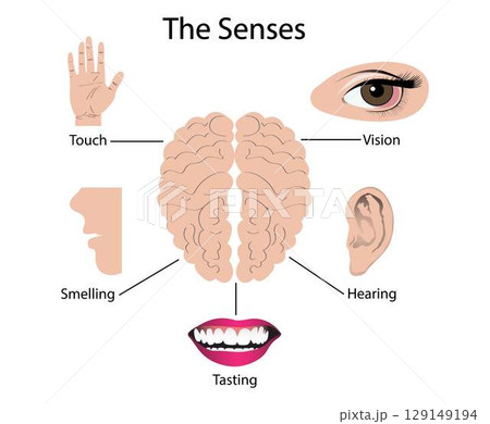 illustration of biology and medical, sense is a biological system used by an organism for sensation, In organisms, a sensory organ consists of a group of interrelated sensory cells, Sensory organs illustration of biology and medical, sense is a biological system used by an organism for sensation, In organisms, a sensory organ consists of a group of interrelated sensory cells, Sensory organs 129149194