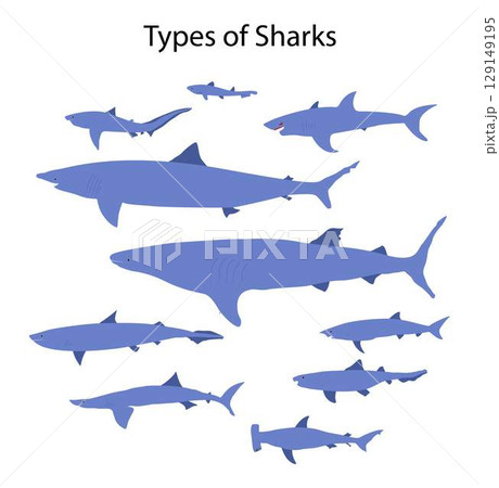 illustration of biology and aquatic animals, Types of sharks, Sharks have a range of adaptations that make them perfectly suited to their environment 129149195