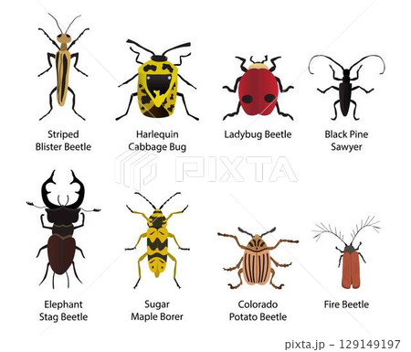 illustration of biology and animals, arachnids and insects, different types of insects, The shape, size and color of each insect, insect kingdom, Bug biodiversity illustration of biology and animals, arachnids and insects, different types of insects, The shape, size and color of each insect, insect kingdom, Bug biodiversity 129149197