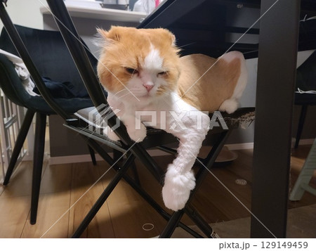 サマーカットしたスコティッシュフォールド サマーカットしたスコティッシュフォールド 129149459