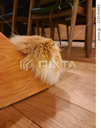 頭だけ見えるスコティッシュフォールド 129149463