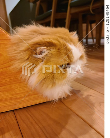 頭だけ見えるスコティッシュフォールド 129149464