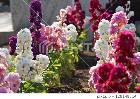 色とロドリのストックの花 129149514