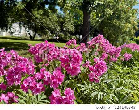 Perennial herbaceous plant phlox paniculate pink bud color. High quality photo Perennial herbaceous plant phlox paniculate pink bud color. High quality photo 129149545