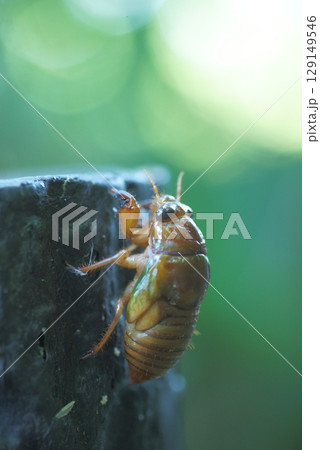 セミの幼虫 セミの幼虫 129149546