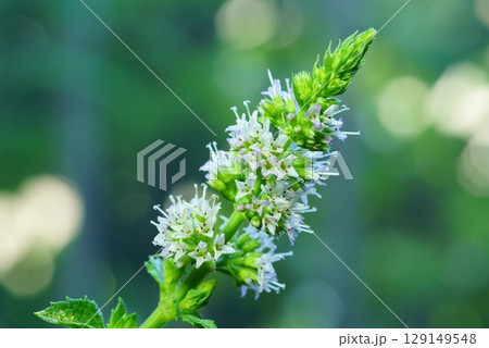 ミントの花 ミントの花 129149548