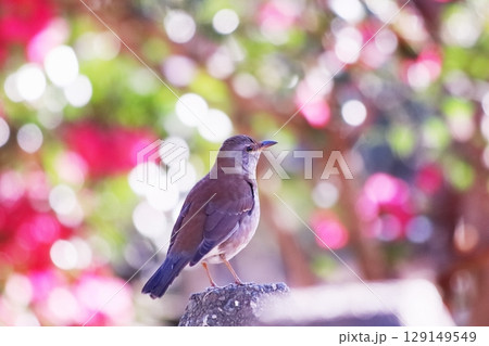 カラフルな背景と野鳥のシロハラ 129149549