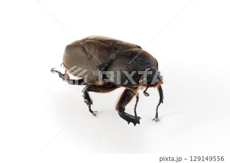 カブトムシ 死骸 白バック 129149556