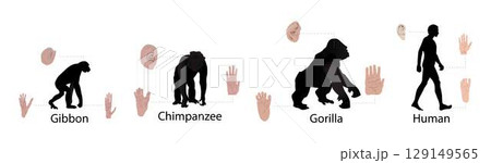 illustration of biology and anthropology, Differences between humans and monkeys, Human Physiology 129149565