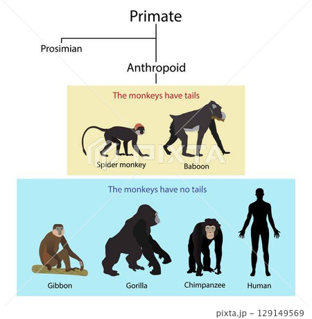 illustration of biology and human evolution, Monkeys and apes are different, Monkeys have tails, Apes do not have tails 129149569