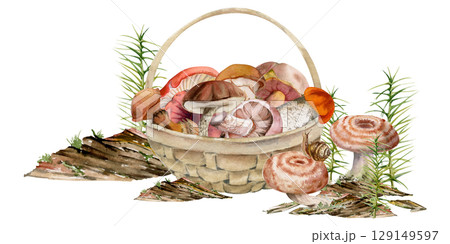 Basket full of picked mushrooms, horsetail plant on bark with moss lichen growth, autumn forest harvest of bolete russula webcap milk-cap fungi. Autumn forest illustration hand drawn in watercolor. 129149597