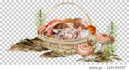 Basket full of picked mushrooms, horsetail plant on bark with moss lichen growth, autumn forest harvest of bolete russula webcap milk-cap fungi. Autumn forest illustration hand drawn in watercolor. Basket full of picked mushrooms, horsetail plant on bark with moss lichen growth, autumn forest harvest of bolete russula webcap milk-cap fungi. Autumn forest illustration hand drawn in watercolor. 129149597