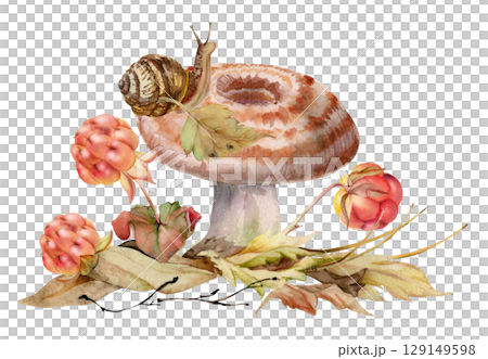 Lactarius milk-cap russula striped mushroom, snail on cap, cloudberry berries, dried pine needles, autumn leaves pile. Fungus nature illustration hand drawn in watercolor. Forest floor woodland scene Lactarius milk-cap russula striped mushroom, snail on cap, cloudberry berries, dried pine needles, autumn leaves pile. Fungus nature illustration hand drawn in watercolor. Forest floor woodland scene 129149598