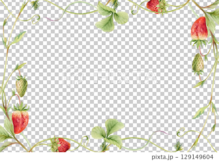 Strawberry on stems with vines tendrils, hanging ripe garden berry pineberry strasberry snakeberry hand drawn in watercolor. Isolated border corner frame. Farmers market, eco food gardening calendar Strawberry on stems with vines tendrils, hanging ripe garden berry pineberry strasberry snakeberry hand drawn in watercolor. Isolated border corner frame. Farmers market, eco food gardening calendar 129149604