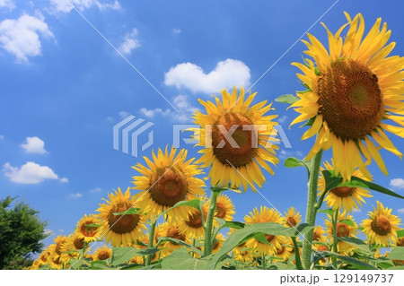 満開のひまわり　大輪のひまわり 129149737