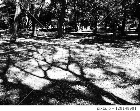 木陰・夏のイメージ 木陰・夏のイメージ 129149981