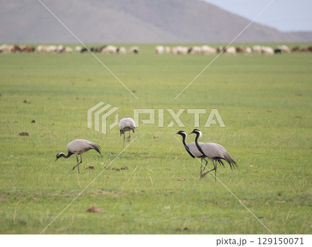 家畜をバックにしたアネハヅル 家畜をバックにしたアネハヅル 129150071
