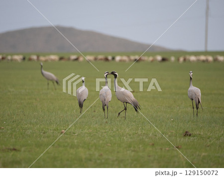 家畜をバックにしたアネハヅル 家畜をバックにしたアネハヅル 129150072