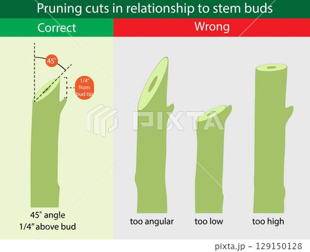illustration of biology and gardening, Pruning cuts in relationship to stem buds, Basic Principles of Pruning Plants, Shrub Pruning Dos and Don ts 129150128