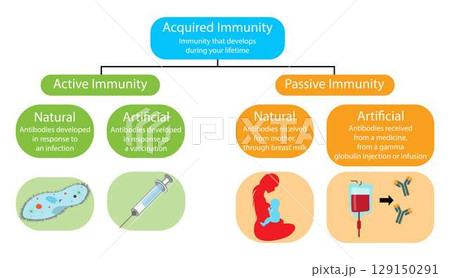 illustration of biology and medical, Acquired immunity, Immunity that develops during lifetime, Active immunity and Passive immunity, Antibodies received from mother and a medicine, Passive immunity 129150291