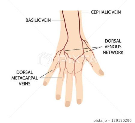 illustration of biology and medical, Body Anatomy, blood vessels on the back of the hand, Blood vessels and nerves of the hand, Dorsal view of right hand, Dorsal venous network of hand 129150296