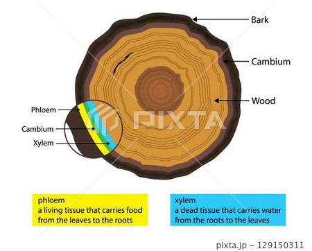 illustration of biology and plant kingdom, layer of wood, cambium layer lies between the outer bark and inner bark of a tree, Cross section of a tree illustration of biology and plant kingdom, layer of wood, cambium layer lies between the outer bark and inner bark of a tree, Cross section of a tree 129150311