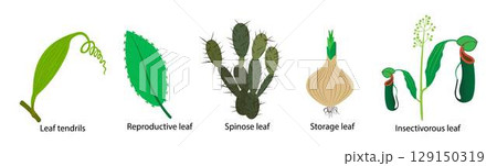 illustration of biology and plant kingdom, leaves of the cactus plants are modified into spines, thereby reducing the rates of transpiration and evaporation, Leaves have different functions 129150319