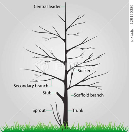 illustration of biology and plant kingdom, Parts of a tree, Anatomy of a Deciduous Tree, The above ground part of a tree consists of the trunk, scaffold branches and lateral branches illustration of biology and plant kingdom, Parts of a tree, Anatomy of a Deciduous Tree, The above ground part of a tree consists of the trunk, scaffold branches and lateral branches 129150386