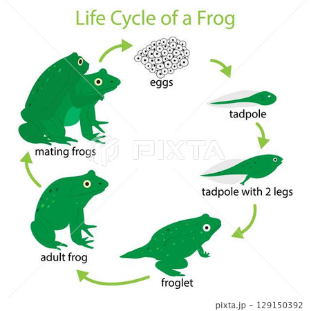 illustration of biology and animals, Life cycle of a frog, life cycle of a frog consists of three stages, egg, larva, adult, breeding season for frogs usually occurs during during the rainy season illustration of biology and animals, Life cycle of a frog, life cycle of a frog consists of three stages, egg, larva, adult, breeding season for frogs usually occurs during during the rainy season 129150392