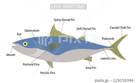 illustration of biology and animals, morphology of fish, fish body is composed mainly of a large lateral muscle on each side of the backbone, External Anatomy 129150394